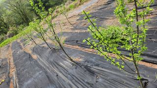 정헌경님의 기타작물 · 영농일지 작성글 사진