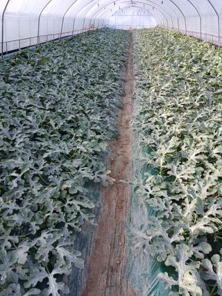 Smy1245678님의 기타작물 · 영농일지 작성글 사진