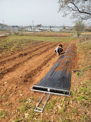 로만아빠님의 감자 · 영농일지 작성글 사진