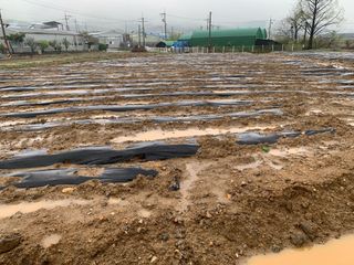 백용구님의 두릅 · 영농일지 작성글 사진