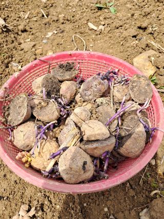 울산연안님의 기타작물 · 영농일지 작성글 사진