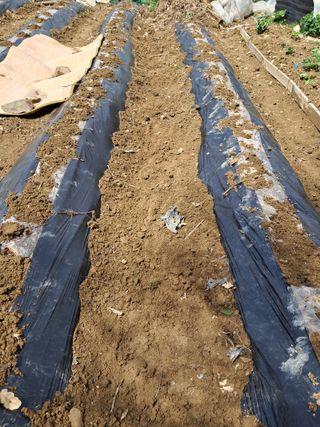 울산연안님의 기타작물 · 영농일지 작성글 사진