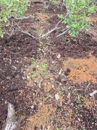 최진일님의 블루베리 · 영농일지 작성글 사진