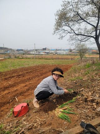 로만아빠님의 감자 · 영농일지 작성글 사진
