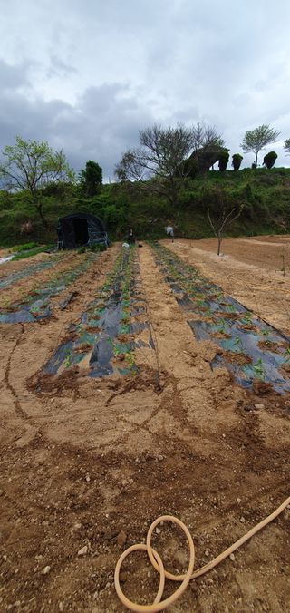 김영진님의 고추 · 영농일지 작성글 사진