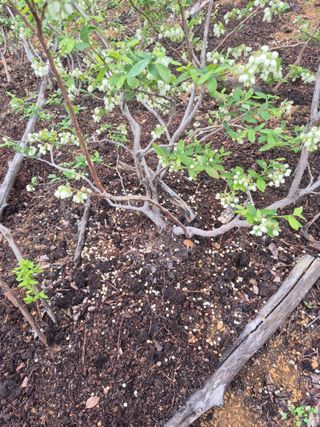 최진일님의 블루베리 · 영농일지 작성글 사진