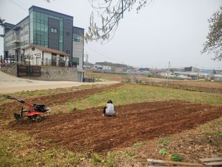 로만아빠님의 감자 · 영농일지 작성글 사진