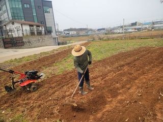 로만아빠님의 감자 · 영농일지 작성글 사진