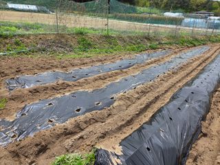 장두학님의 기타작물 · 영농일지 작성글 사진