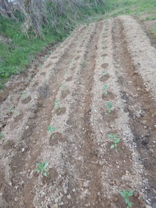 성재엄마님의 기타작물 · 영농일지 작성글 사진