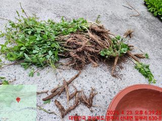 이재하님의 기타작물 · 영농일지 작성글 사진