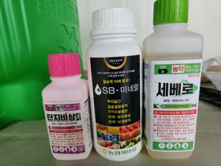 키다리님의 감 · 영농일지 작성글 사진