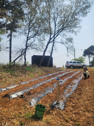 로만아빠님의 감자 · 영농일지 작성글 사진