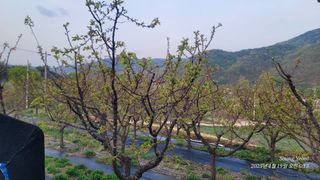 엄성열님의 기타작물 · 영농일지 작성글 사진