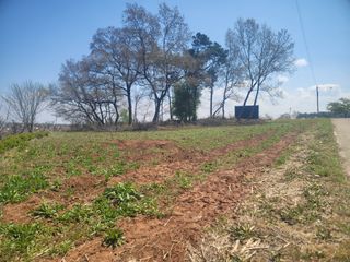 로만아빠님의 기타작물 · 영농일지 작성글 사진