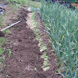 팜모닝 파·영농일지 게시글 이미지