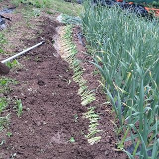 이의도님의 파 · 영농일지 작성글 사진