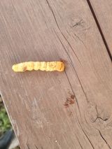 팜모닝 사과·영농일지 게시글 이미지