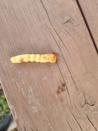 조도제님의 사과 · 영농일지 작성글 사진