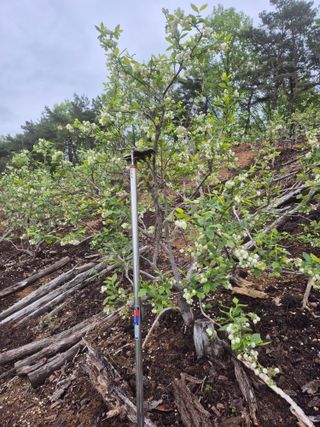 최진일님의 블루베리 · 영농일지 작성글 사진