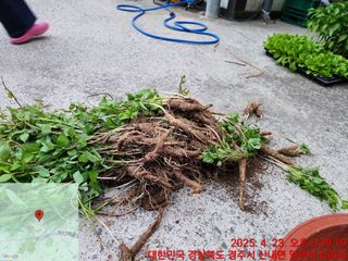 이재하님의 기타작물 · 영농일지 작성글 사진