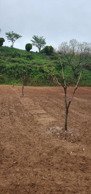 김영진님의 감 · 영농일지 작성글 사진