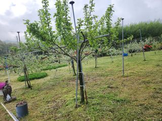 키다리님의 감 · 영농일지 작성글 사진