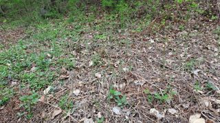 월굴리이승재님의 고추 · 영농일지 작성글 사진