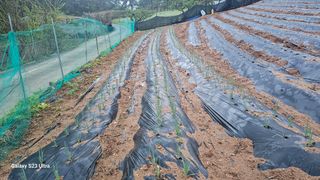 임일재님의 고구마 · 영농일지 작성글 사진