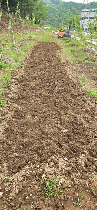 돌복숭아님의 기타작물 · 영농일지 작성글 사진