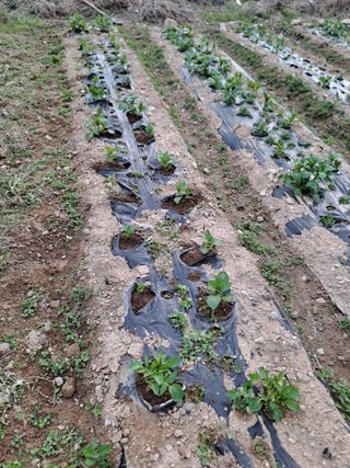 손정식님의 기타작물 · 영농일지 작성글 사진