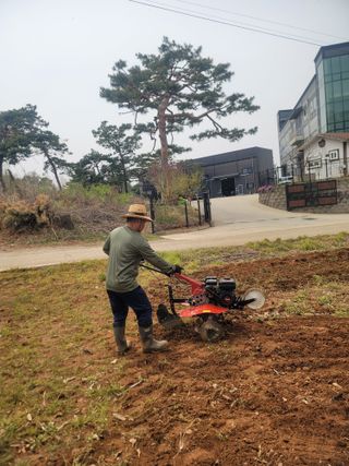 로만아빠님의 감자 · 영농일지 작성글 사진