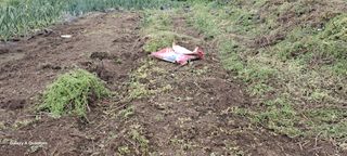 김윤철님의 참깨 · 영농일지 작성글 사진