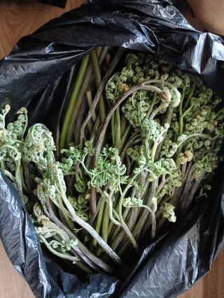 강지현님의 기타작물 · 영농일지 작성글 사진