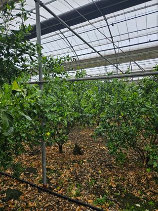 제주 지안이네농장님의 기타작물 · 영농일지 작성글 사진