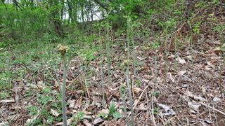 월굴리이승재님의 고추 · 영농일지 작성글 사진