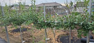 나선기님의 기타작물 · 영농일지 작성글 사진