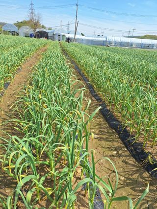 마늘25328님의 기타작물 · 영농일지 작성글 사진