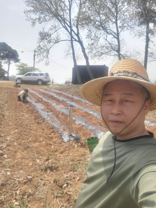 로만아빠님의 감자 · 영농일지 작성글 사진