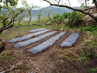 헤이쥬회원님의 고추 · 영농일지 작성글 사진