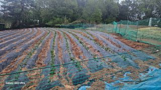 임일재님의 고구마 · 영농일지 작성글 사진