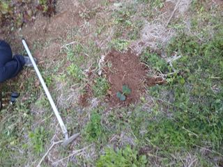 성재엄마님의 기타작물 · 영농일지 작성글 사진