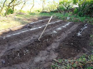 헤이쥬회원님의 고추 · 영농일지 작성글 사진