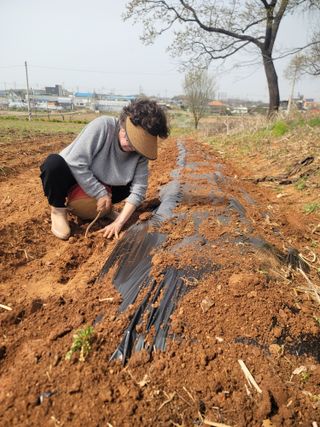 로만아빠님의 감자 · 영농일지 작성글 사진
