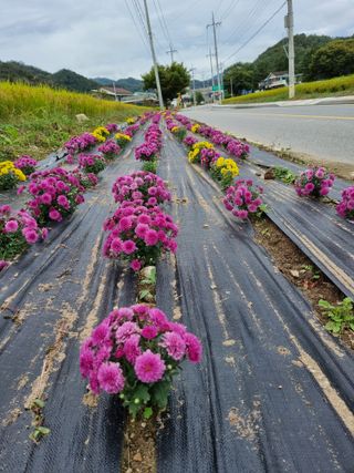 역전평리이광재님의 기타작물 · 영농일지 작성글 사진