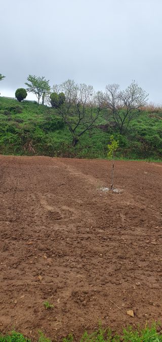 김영진님의 감 · 영농일지 작성글 사진