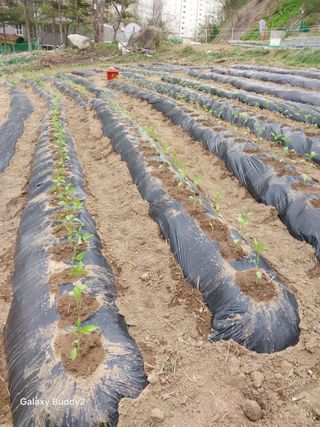 이름김지연님의 고구마 · 영농일지 작성글 사진