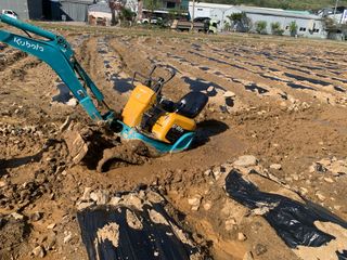 백용구님의 두릅 · 영농일지 작성글 사진