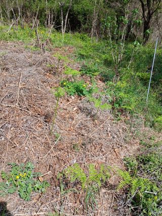 강지현님의 기타작물 · 영농일지 작성글 사진