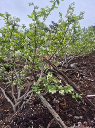 최진일님의 블루베리 · 영농일지 작성글 사진